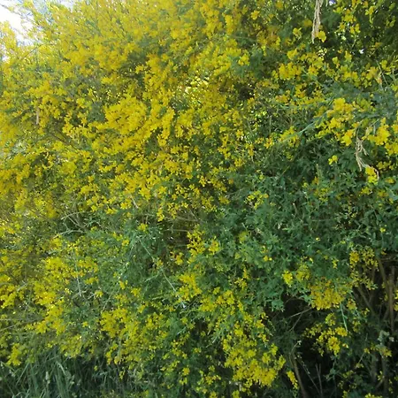 La Asomailla Gospodarstwo wiejskie